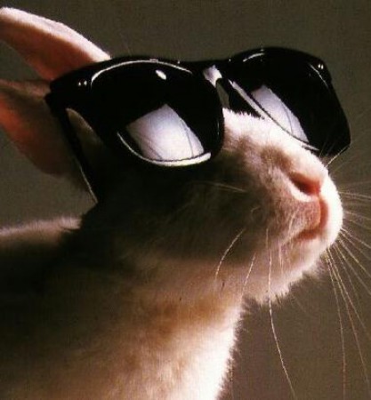 Lapin